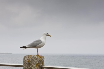 Royaume-Uni : sur une île déserte de Cornouailles, les oiseaux se fabriquent des nids avec des élastiques en caoutchouc